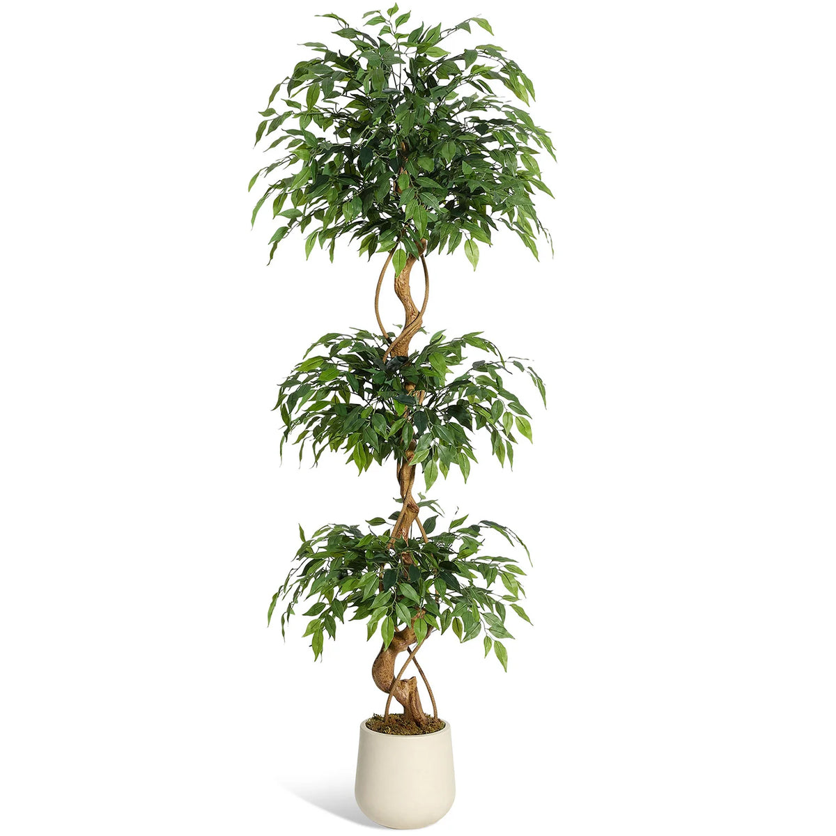 Solea