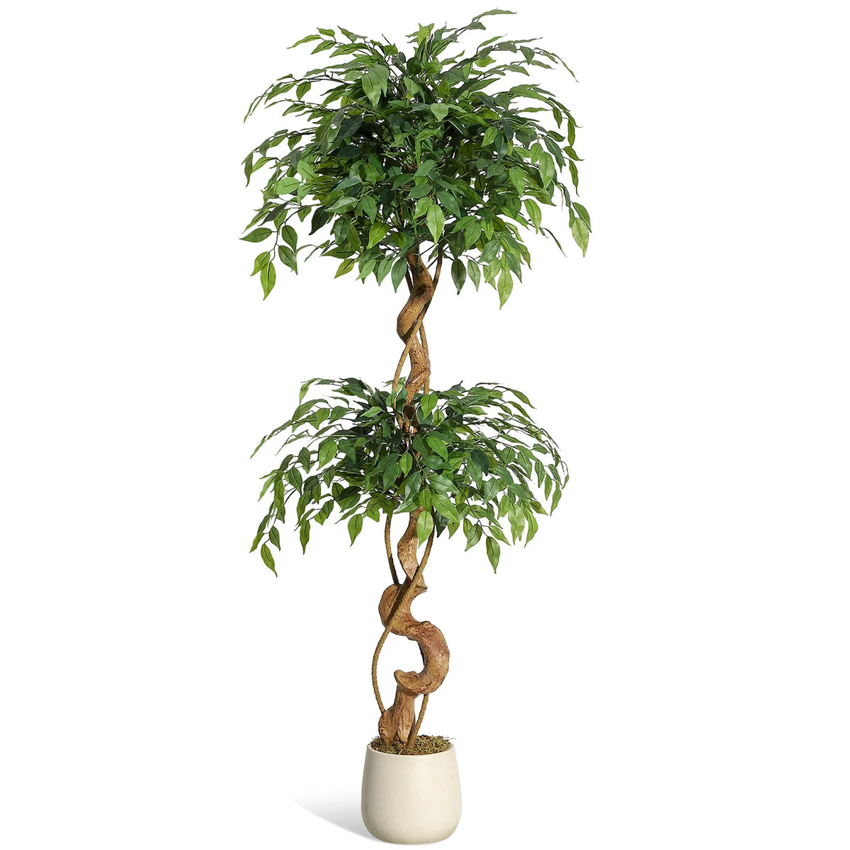 Solea
